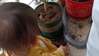 最好养活的盆栽 无需松土施肥 浇水就能活 哔哩哔哩 Bilibili