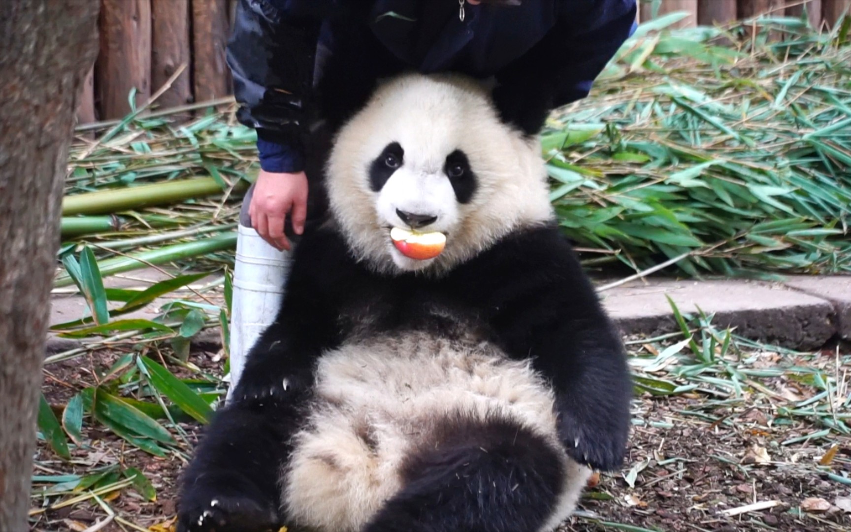 熊猫福多多谁的幼崽图片