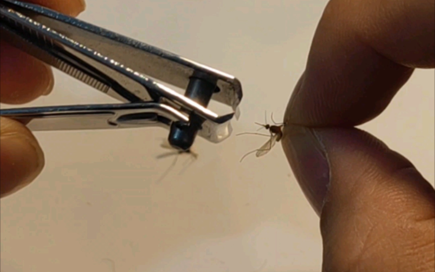 活动作品蚊子酷刑