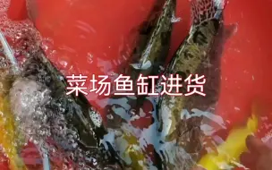 Скачать видео: 实测：菜市场买的鳜鱼究竟能不能养活？