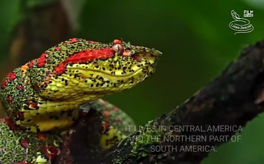 【转载】睫角棕榈蝮