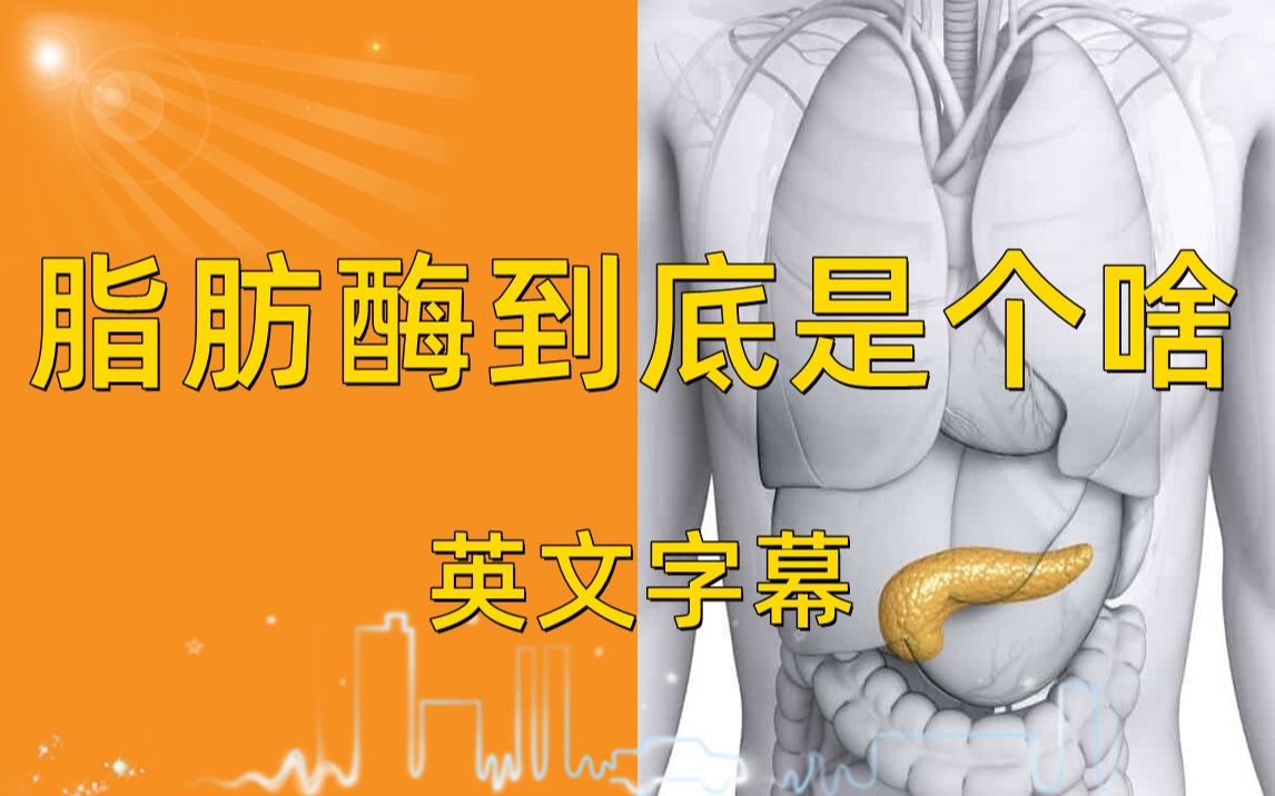 【跨圈科普】脂肪酶到底是个啥?(学校的生物作业)哔哩哔哩bilibili