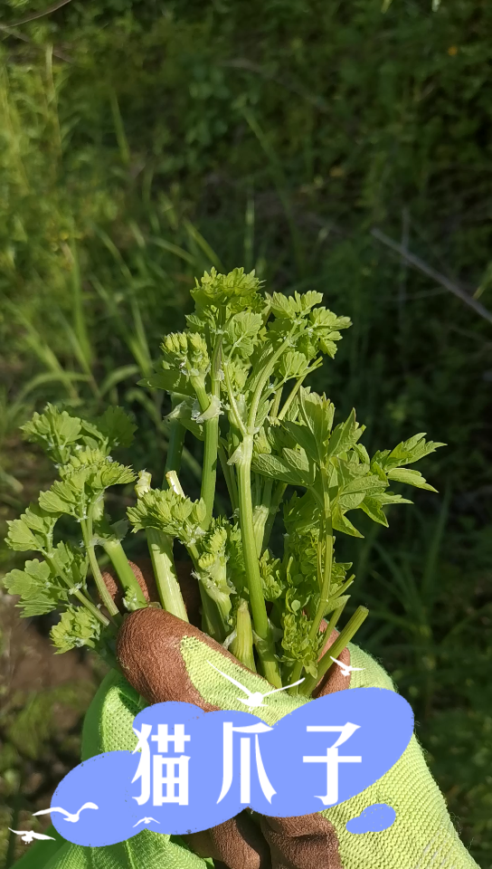 活动作品野菜猫爪子和柳蒿芽你见过吃过吗