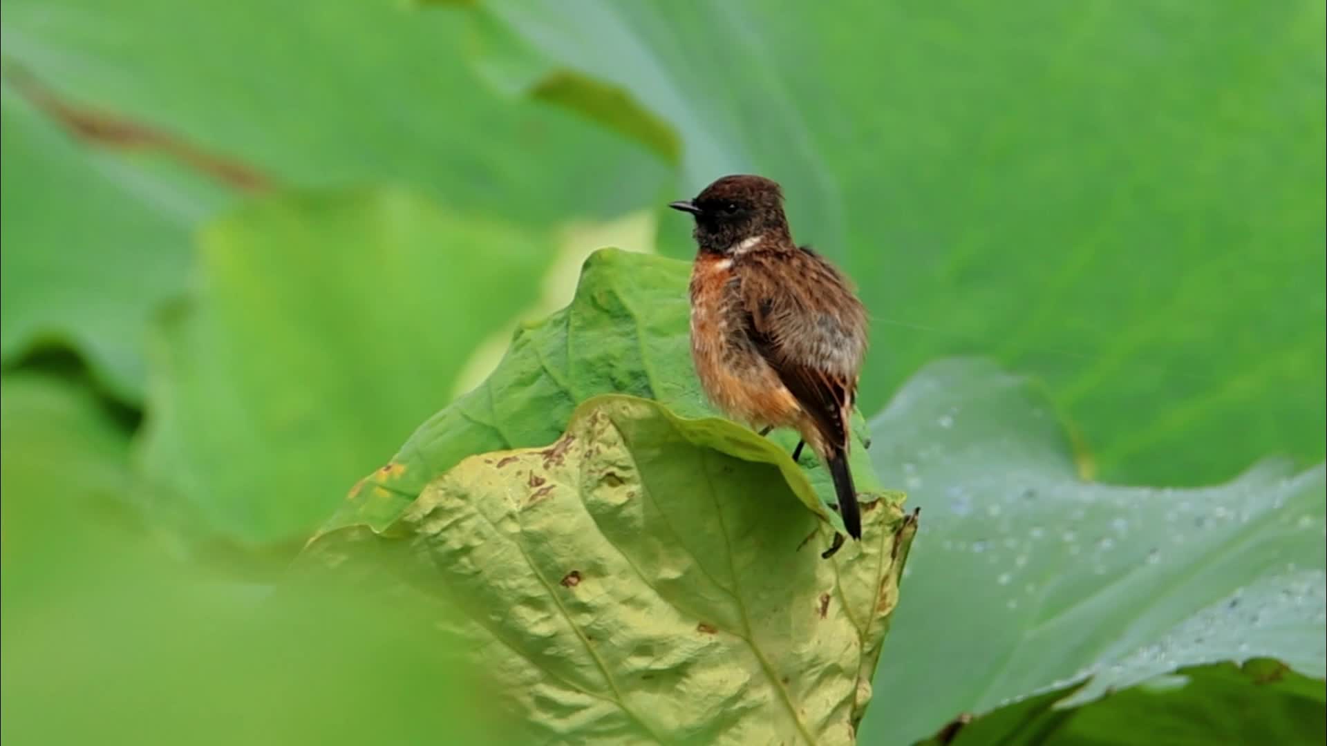 [图]【腾冲的一亿个细节】我在这里等你，你咋不来呢