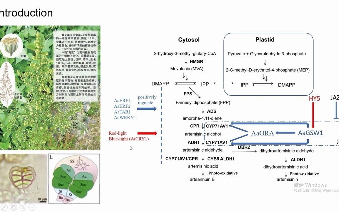 6分钟讲解NP高分文章 WRKY9参与黄花蒿中光照和茉莉酸介导的青蒿素的生物合成哔哩哔哩bilibili