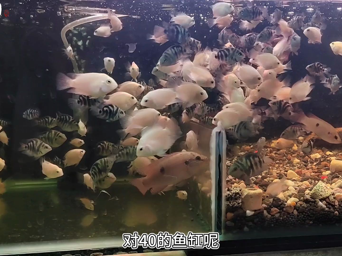 迷你鸚鵡魚六個月了,才兩三釐米?長得慢要怎麼解決?