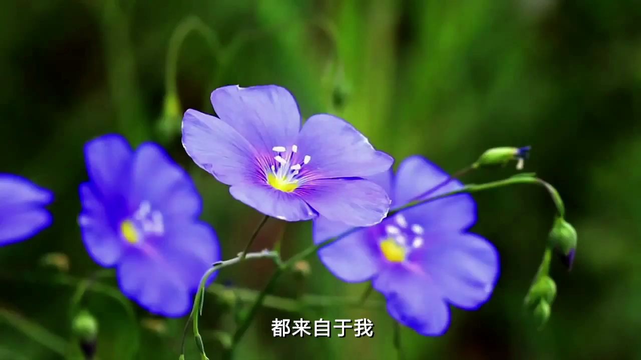 [图]【花】大自然在說話