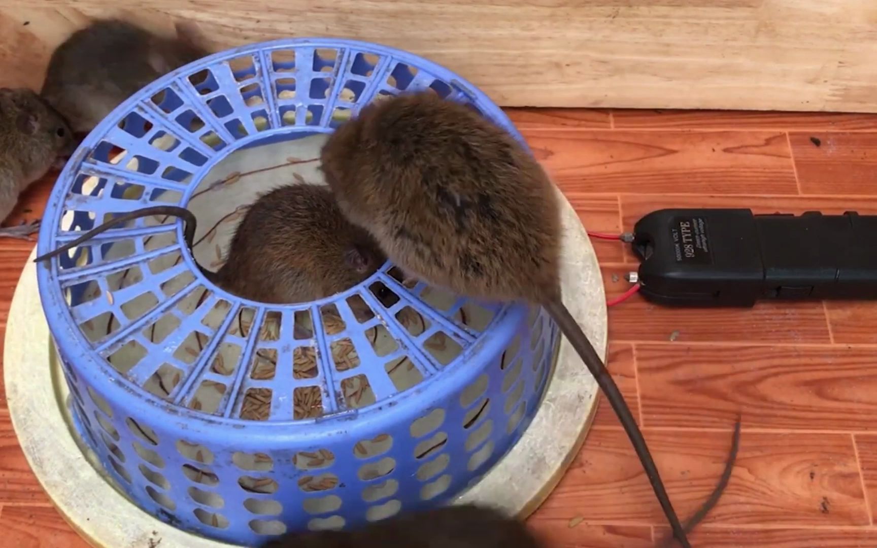 自制电老鼠笼子,鼠鼠进去就立马蹬直了脚,大合集._哔哩哔哩_bilibili