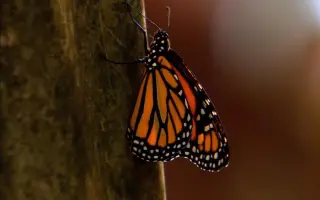 北方英语 搜索结果 哔哩哔哩 Bilibili 北方英语 搜索结果 哔哩哔哩 Bilibili