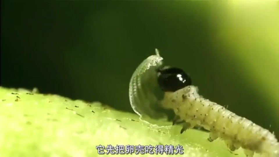 [图][蝴蝶出生到破茧全过程] 艰辛的蜕变过程|华丽的破茧成蝶|生命的力量