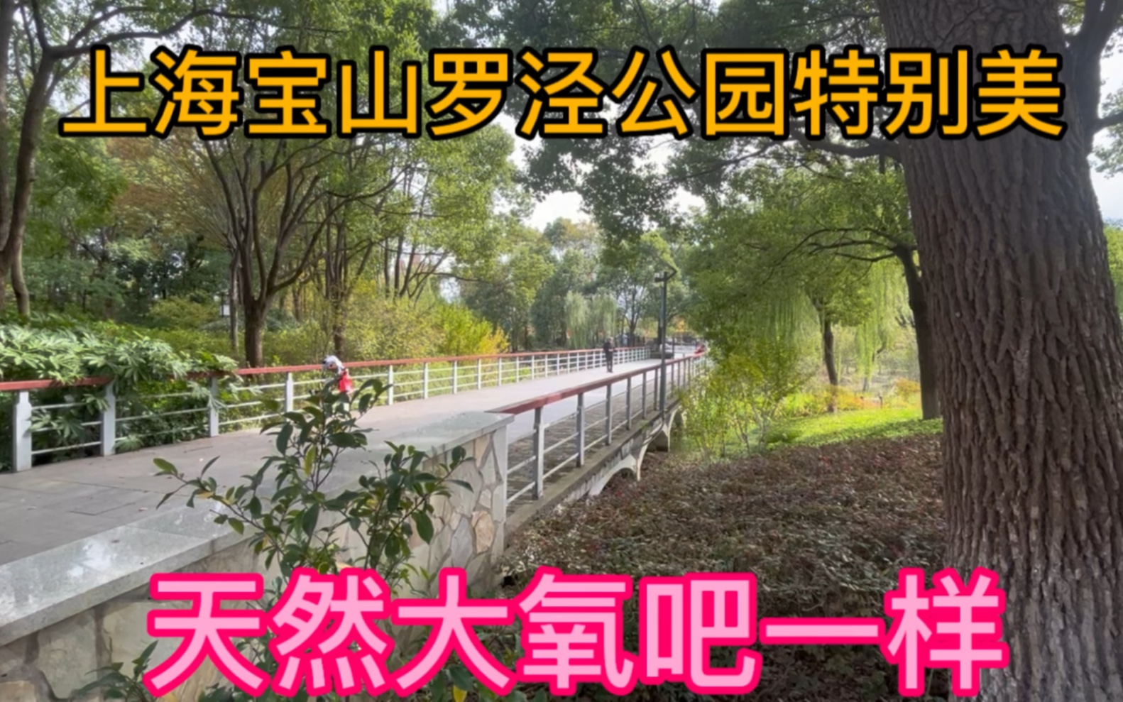 上海寶山區羅涇公園特別美,就像天然大氧吧一樣,綠化太好了.