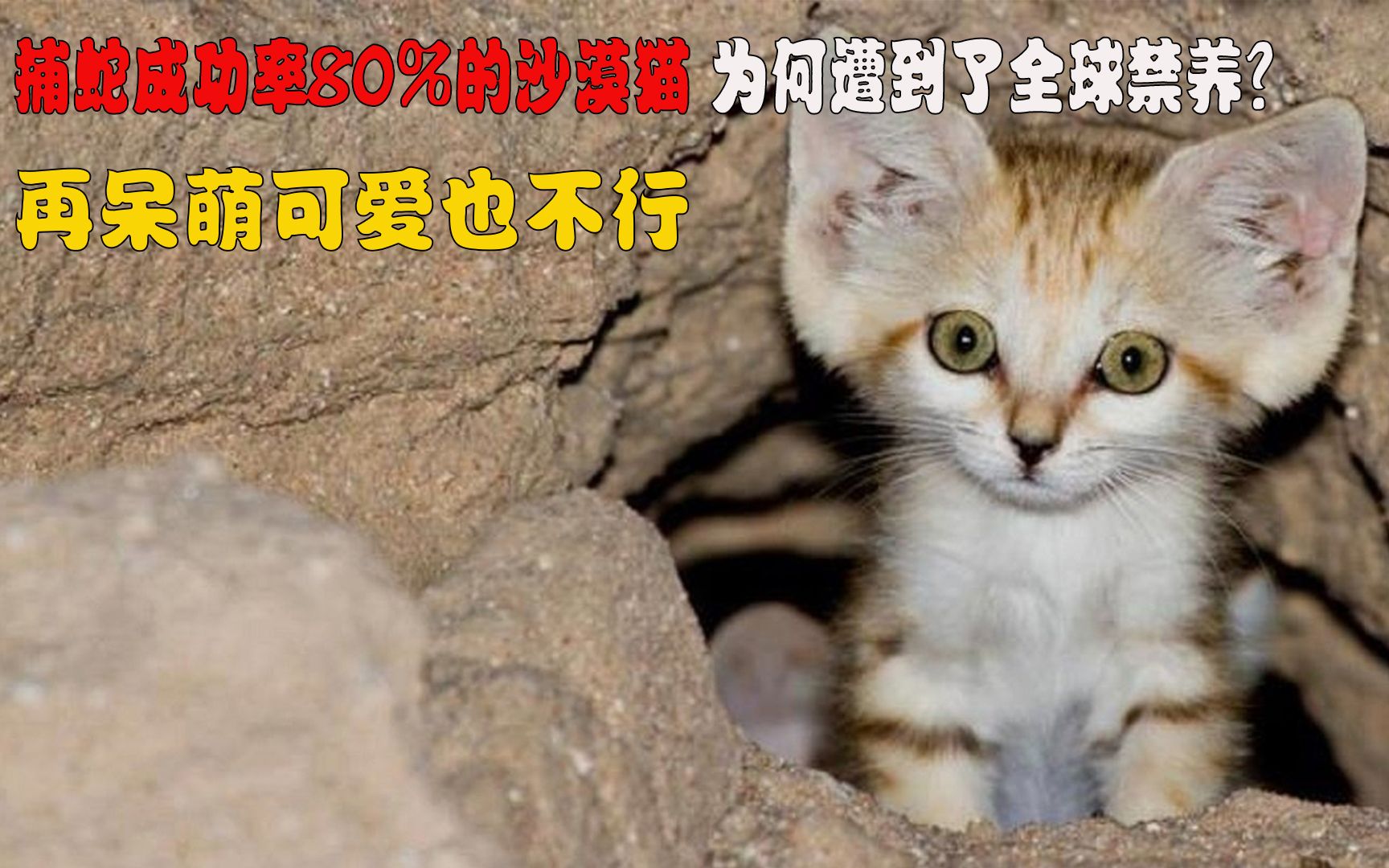 捕蛇成功率80的沙漠猫为何遭到了全球禁养再呆萌可爱也不行