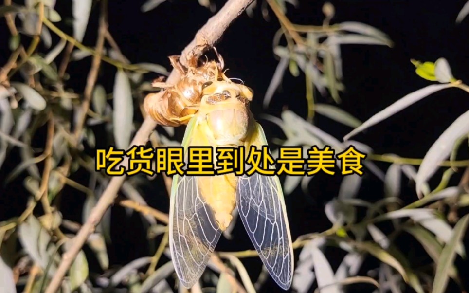 夏天的特别行动又到了抓吃知了的季节哔哩哔哩bilibili