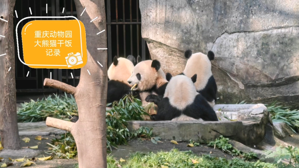 重慶動物園四喜丸子/星星辰辰乾飯記錄