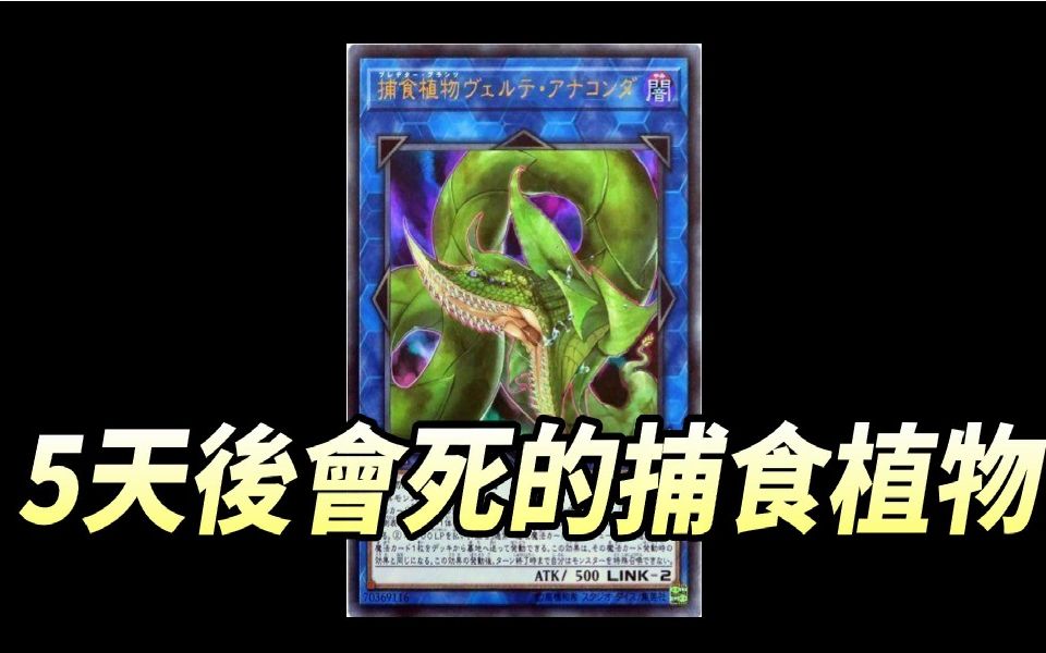 单卡介绍5天后会死的捕食植物青锁龙森蚺