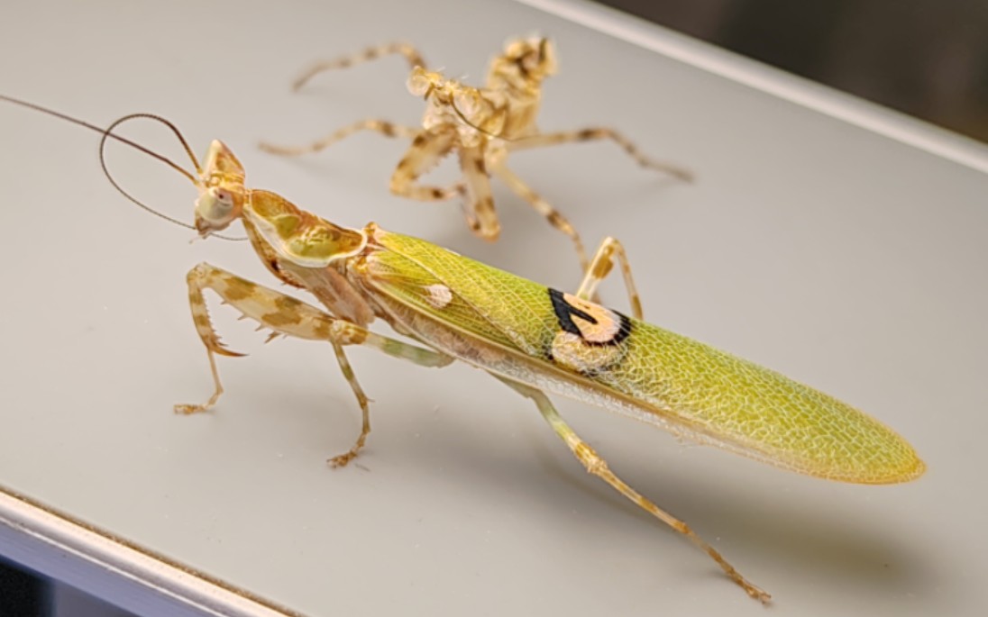 首只自繁子一代明端眼斑螳顺利羽化(下)