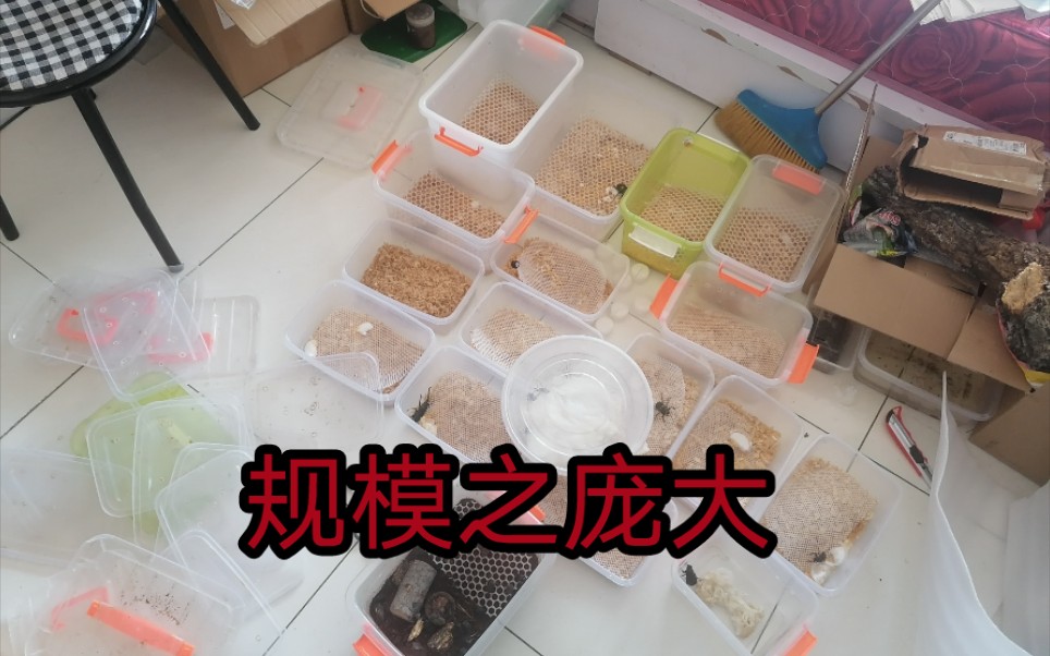 养虫人的一天vlog饲养喂食以及制作标本(此视频为换果冻)彩虹锹甲,独角仙,长戟大兜虫,乌干达花金龟,苏门答腊巨扁,花金龟/兜虫/锹甲/昆虫/甲虫...