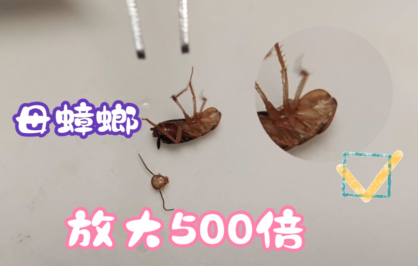 母蟑螂生殖器放大500倍,能看到小蟑螂吗?哔哩哔哩bilibili