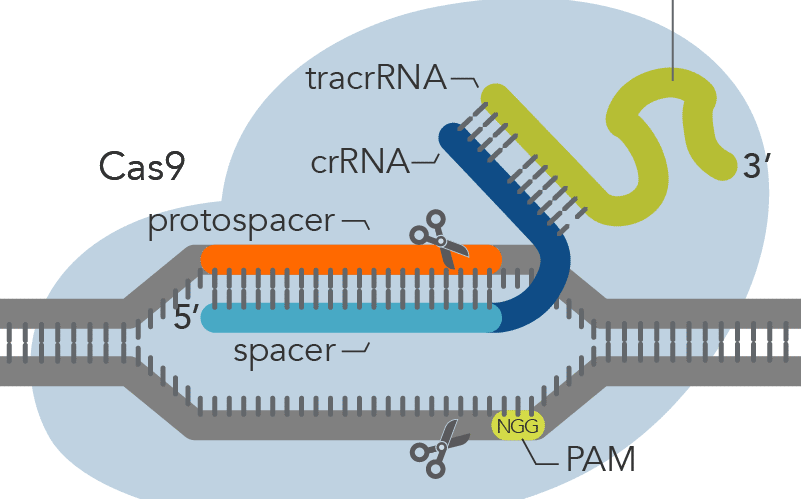 CrisprCas9 基因敲除 sgRNA设计案例实操(试水)哔哩哔哩bilibili