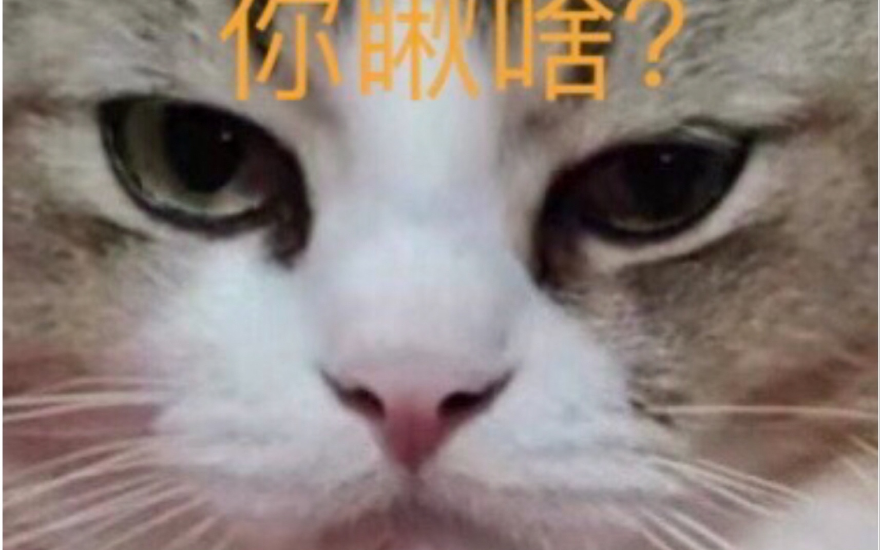 黑猪合集哔哩哔哩bilibili