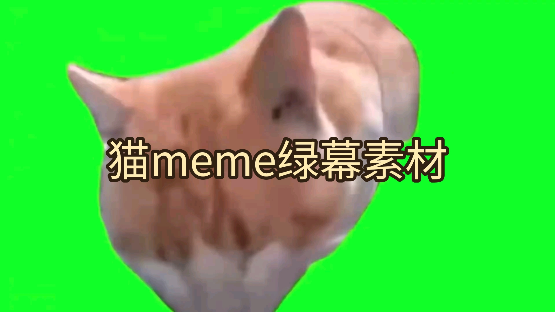 猫meme绿幕素材