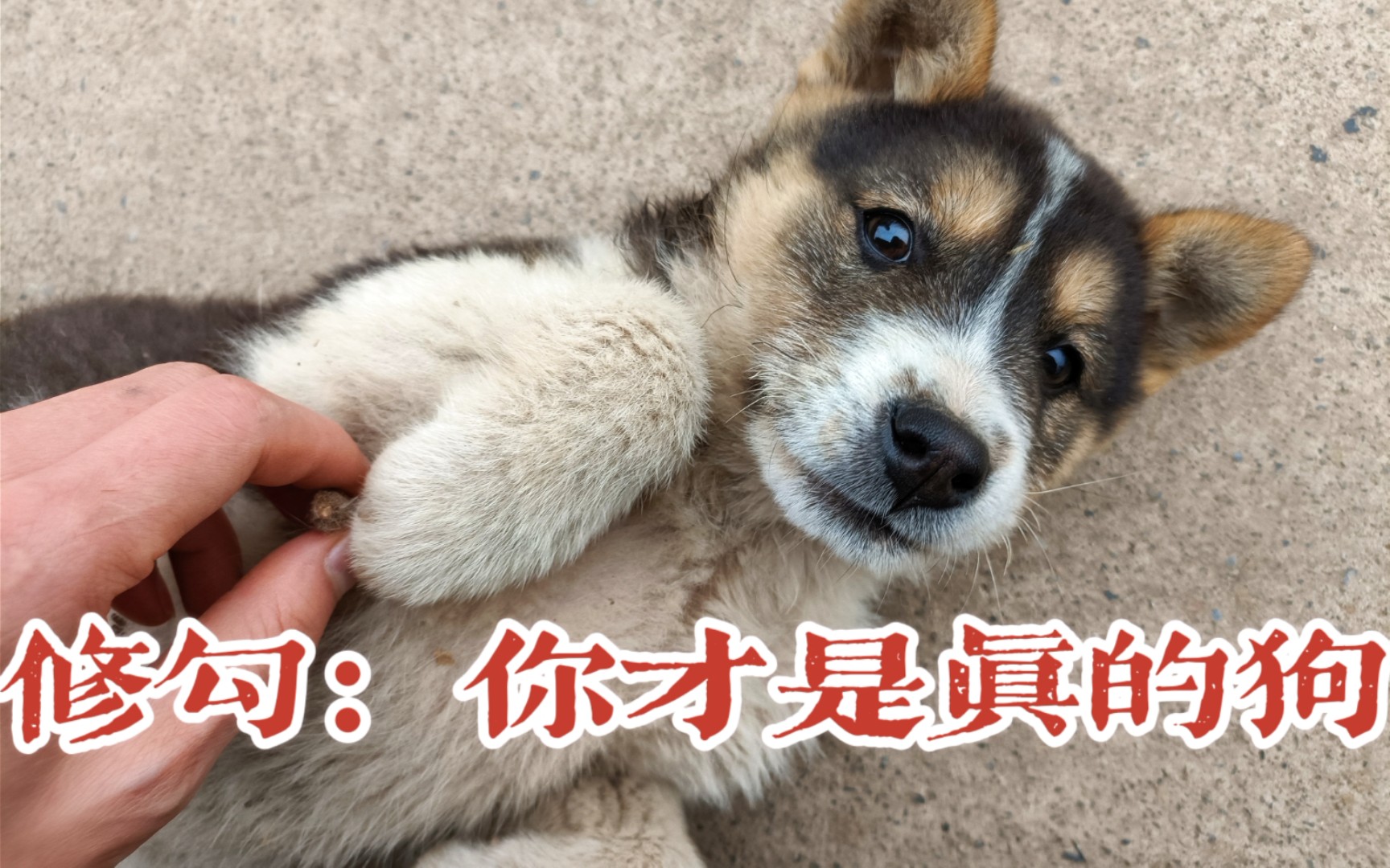 修勾:你才是真的狗啊