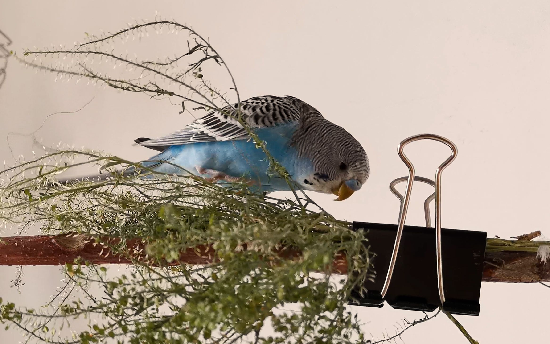 【虎皮鹦鹉】没有哪张嘴是闲着的,不是在啃东西就是在啃东西的路上