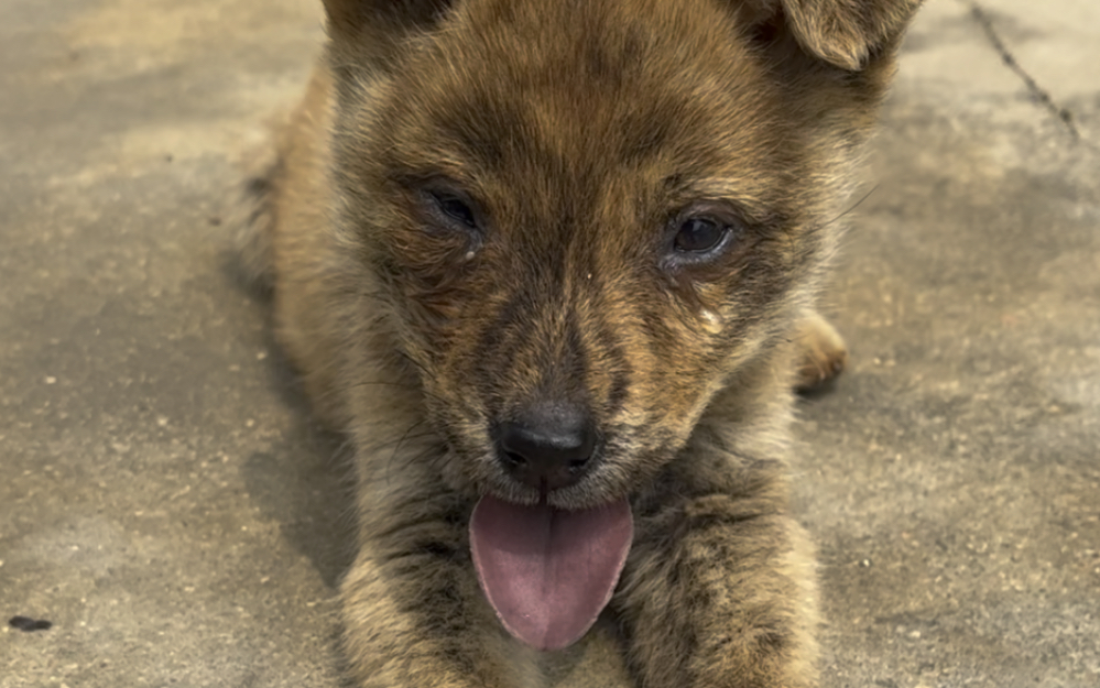 乖巧懂事小花脸,一双小手似猫爪