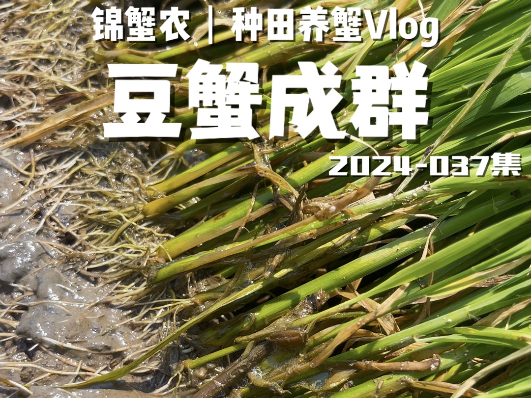 【锦蟹农】我在盘锦稻田养河蟹Vlog|2024037 豆蟹大面积脱壳完成.哔哩哔哩bilibili