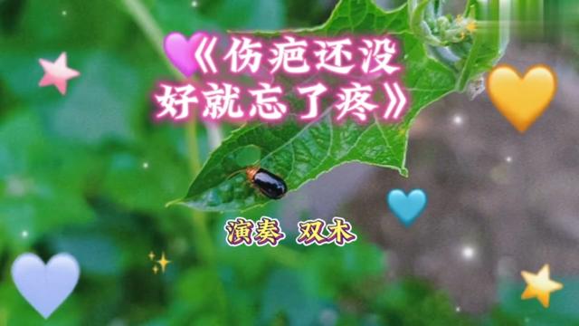 [图]《伤疤还没好就忘了疼》深情伤感，凄美动听