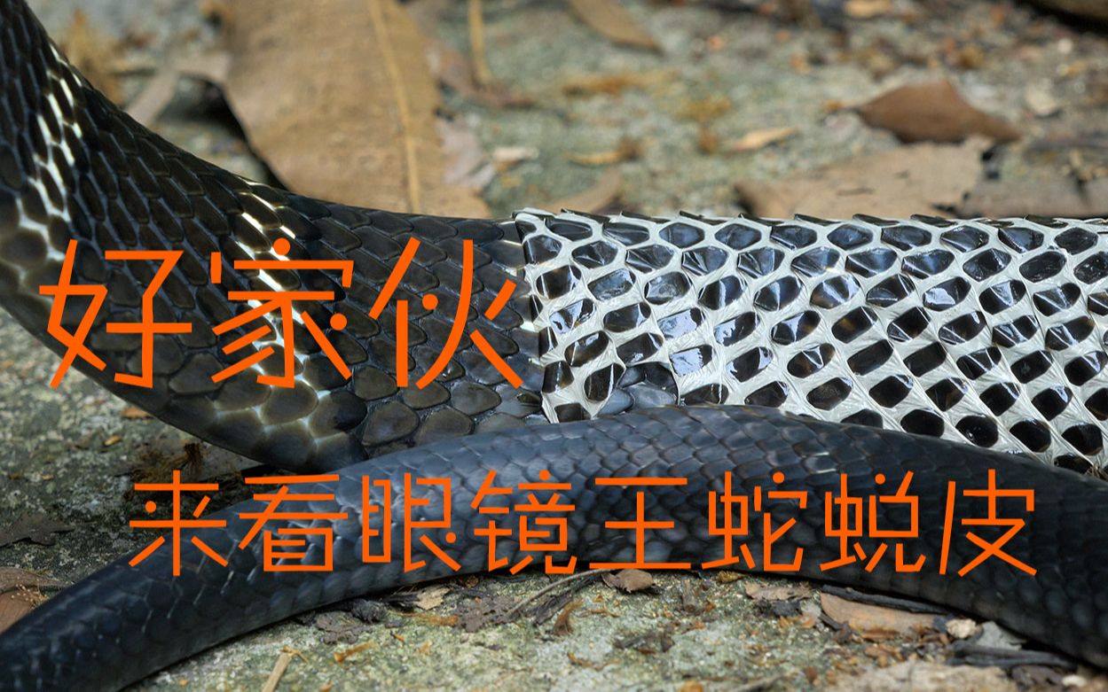 超近清晰拍摄眼镜王蛇蜕皮,极度舒适_哔哩哔哩_bilibili