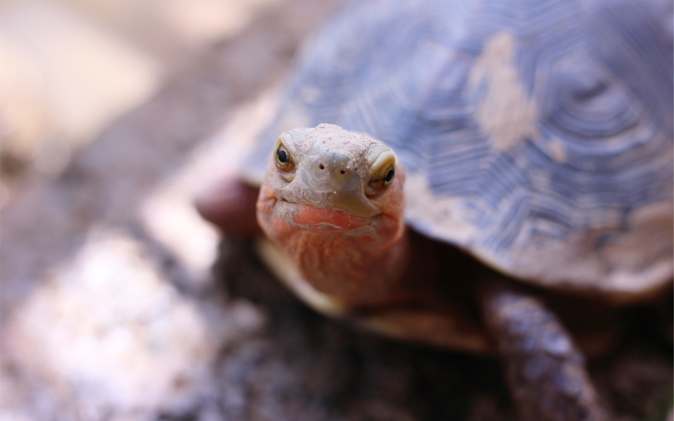 黄缘闭壳龟-物随主人相亲相爱的龟龟们