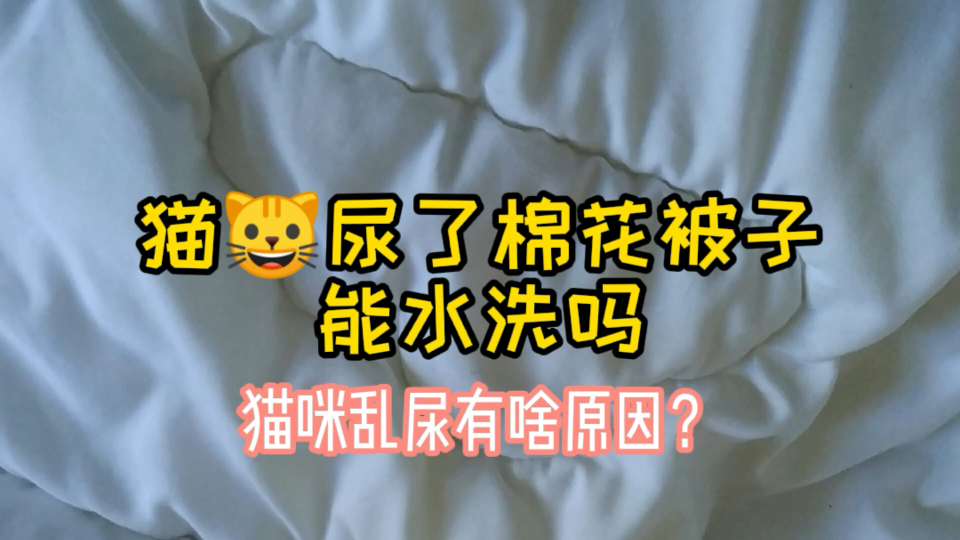 猫咪尿了被子咋办?哔哩哔哩bilibili