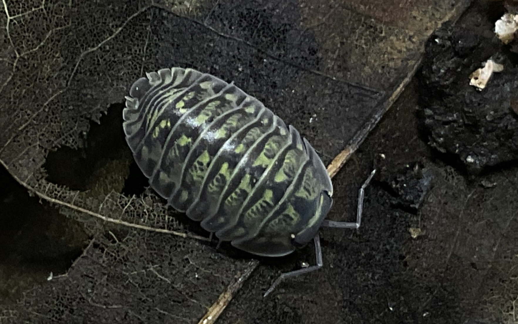 troglodillo latellai拉氏洞卷虫