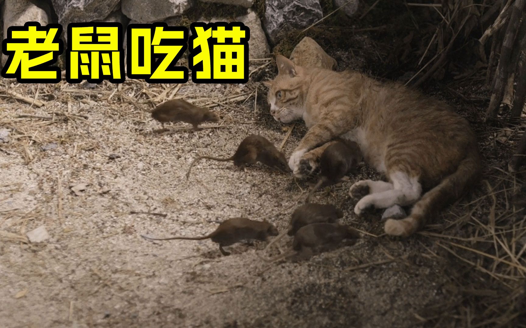 《老鼠吃猫》这些老鼠真可怕哔哩哔哩bilibili