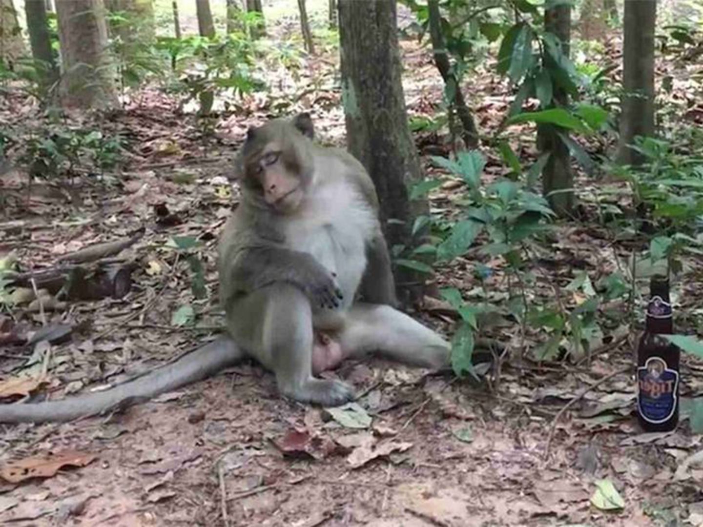 100张猴子搞笑图片图片