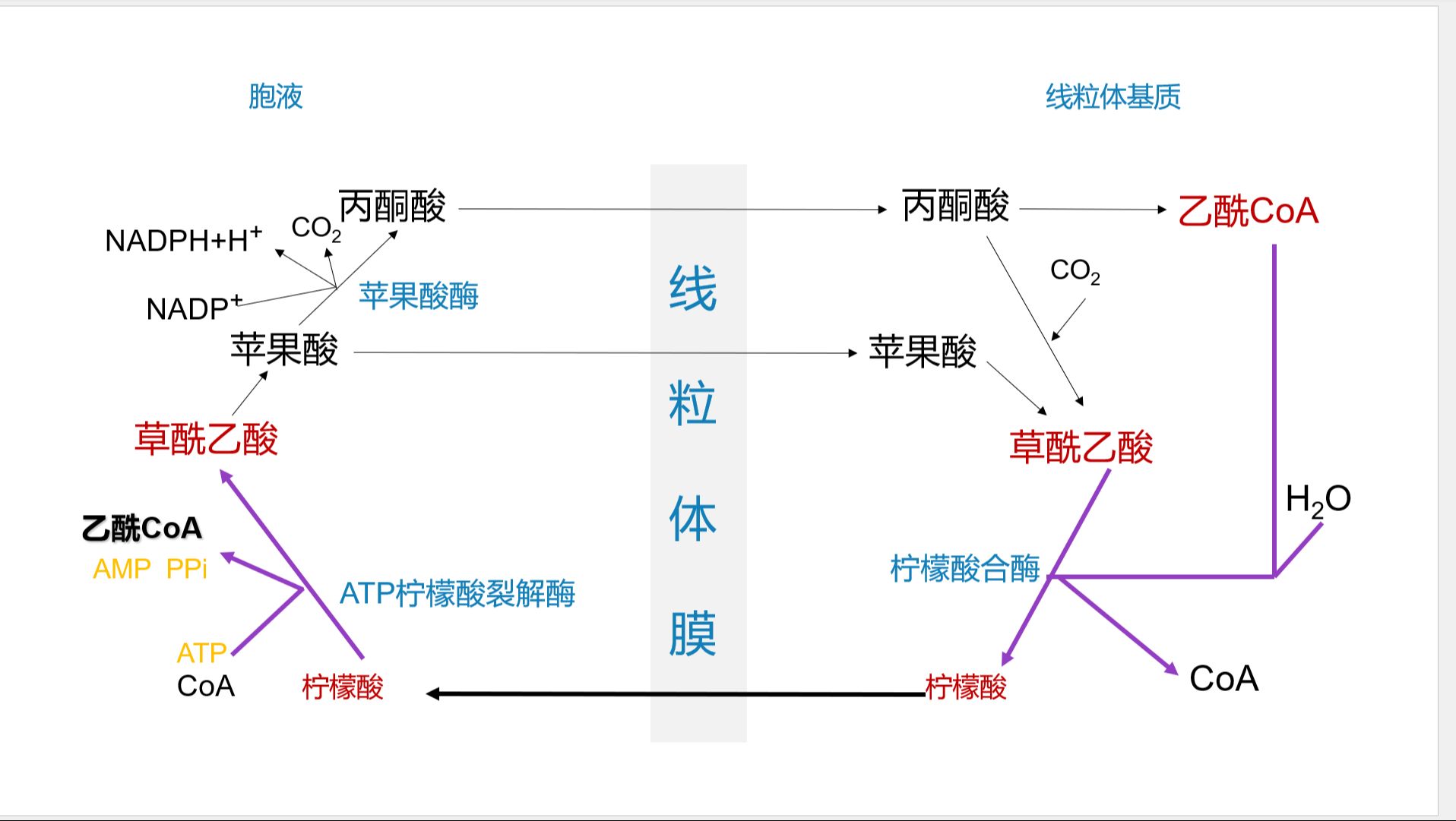 生物化学叙事体系 加减法学生化之乳酸循环与柠檬酸苹果酸循环哔哩哔哩bilibili