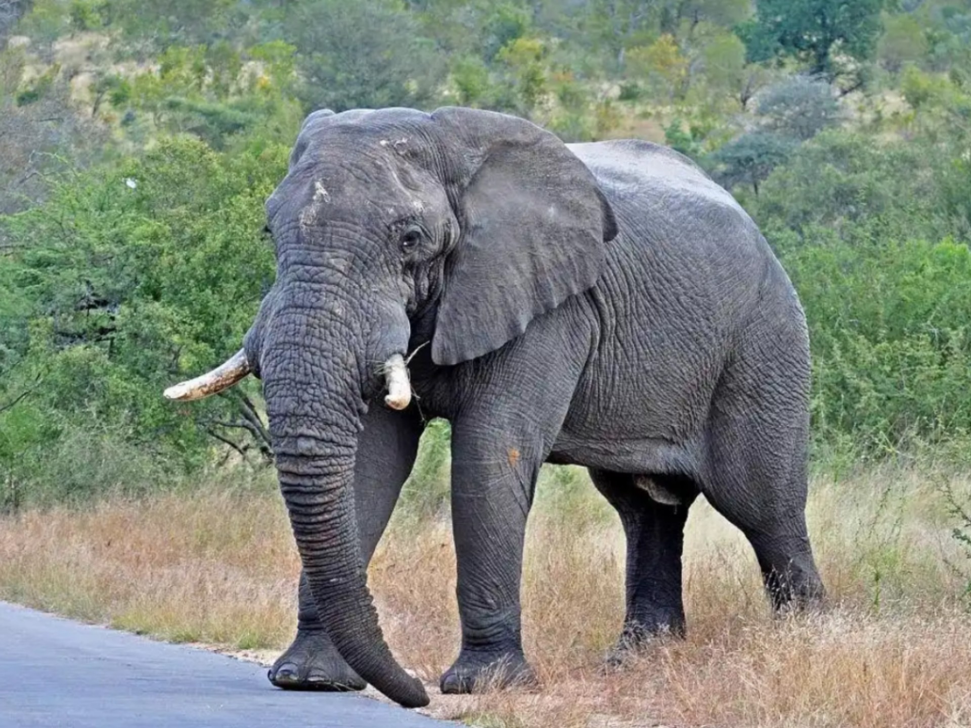 动物小游侠之动物小百科2:19.非洲丛林大象