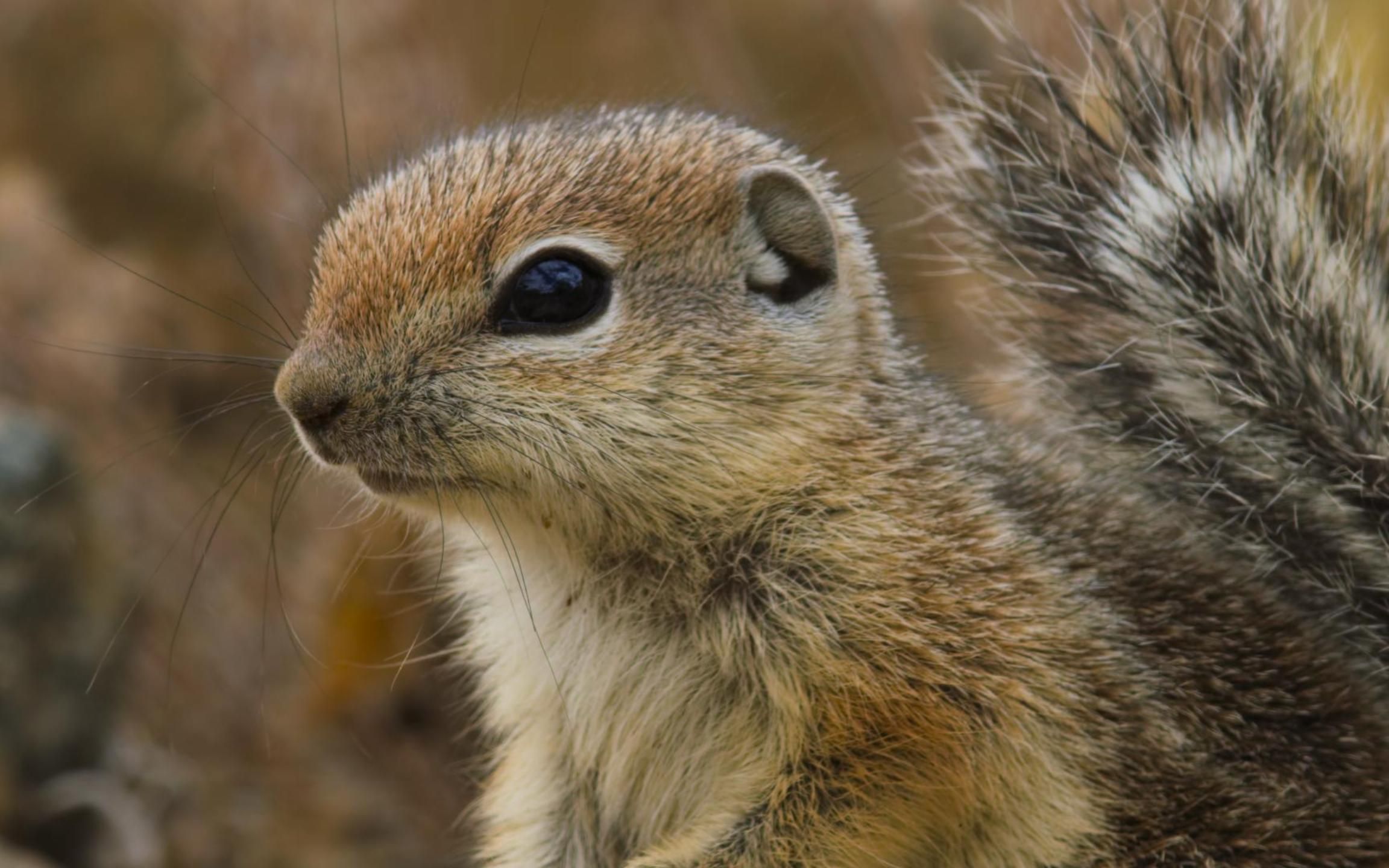 小松鼠幼崽沙漠生存记