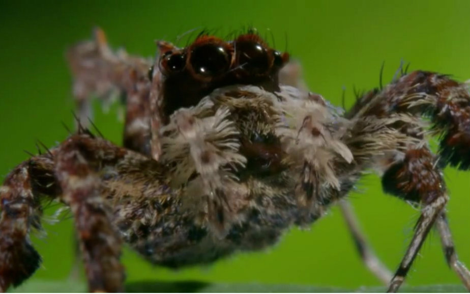 [图]【英语趣视频】孔蛛，一种吃蜘蛛的蜘蛛。A spider-eating spider