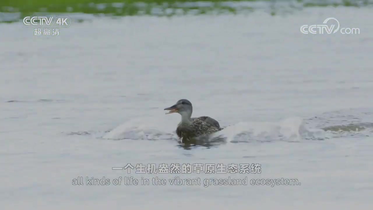 [图]穿越呼伦贝尔大草原 领略“天下第一曲水”——莫日格勒河《美丽中国自然》呼伦贝尔系列【CCTV纪录】