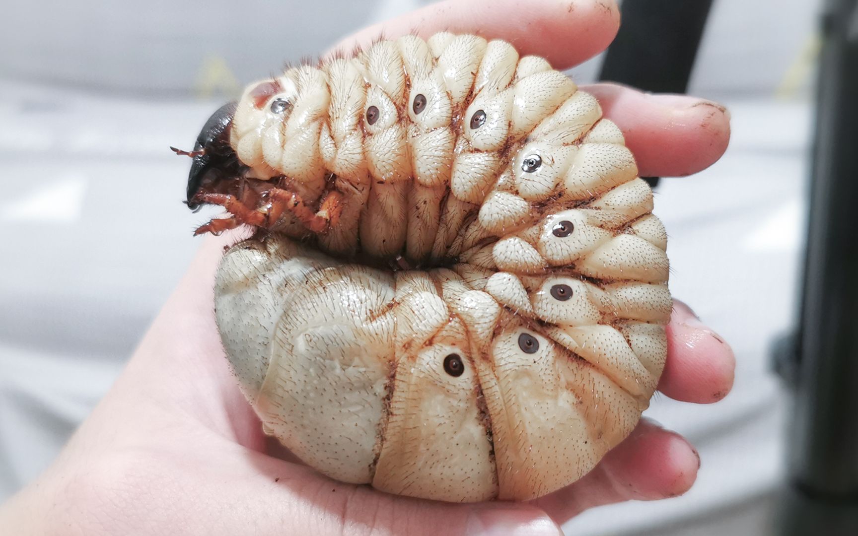 【甲虫饲育】肥宅属性拉满,给饲养18个月的甲虫换土啦,期待变成帅气的