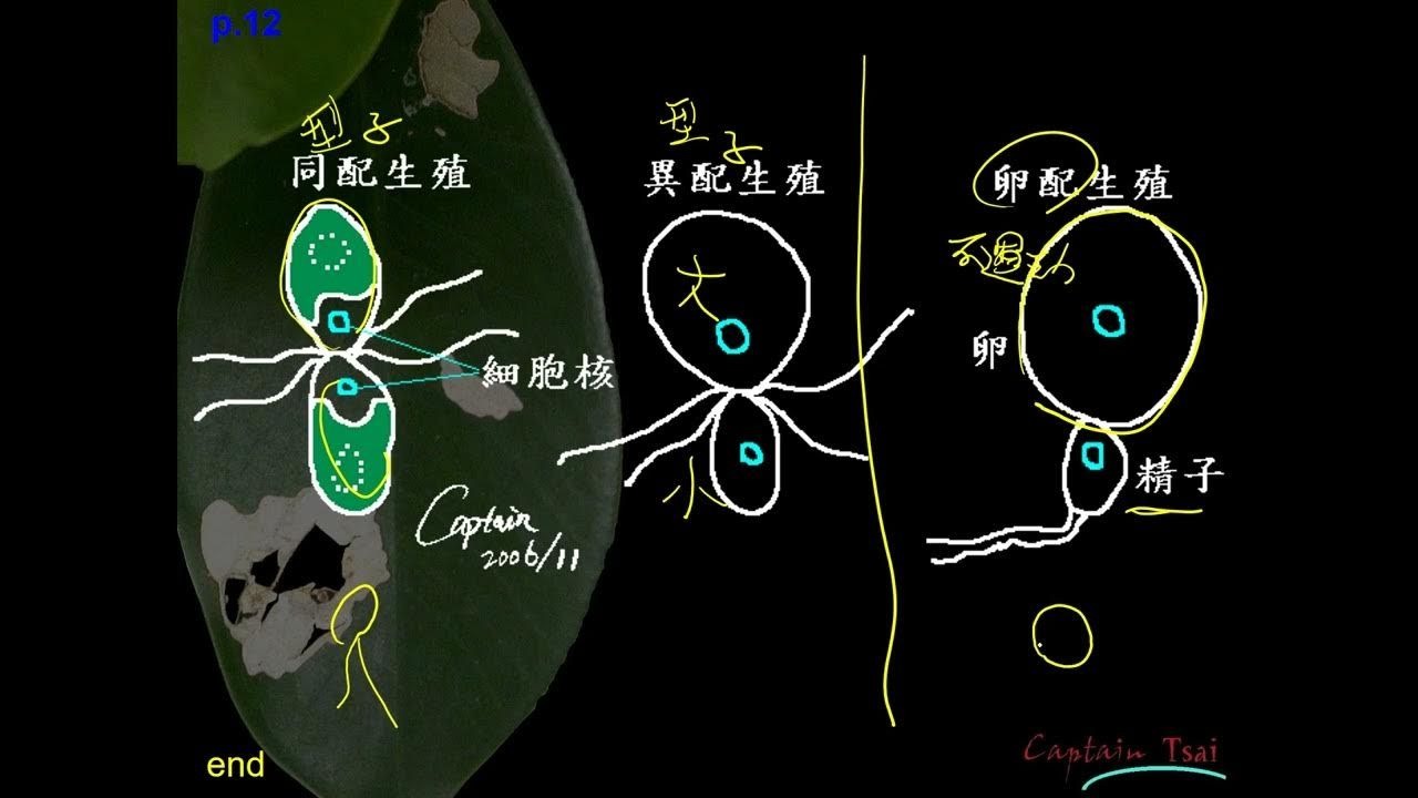 最古老的性别是什么?-夏延公园-夏延公园-哔哩哔哩视频