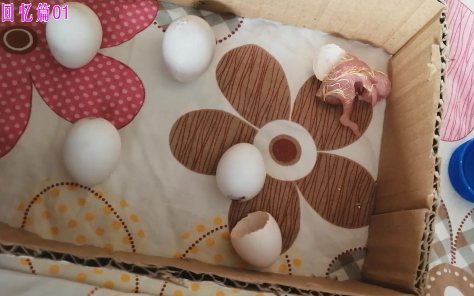 手养鹦鹉回忆篇01人工孵化家里玄凤鹦鹉宝宝出壳的那一刻