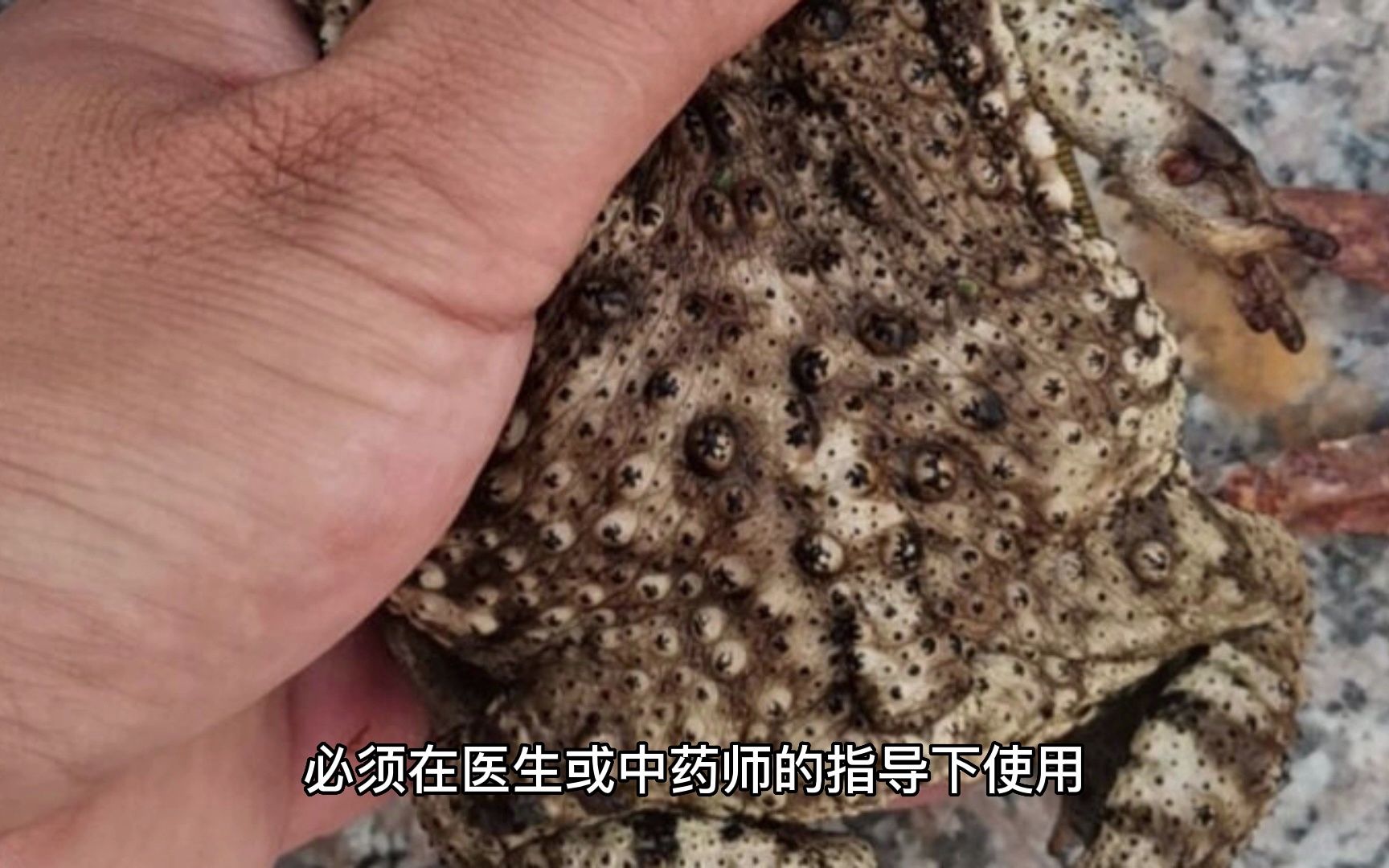 蟾酥的功效