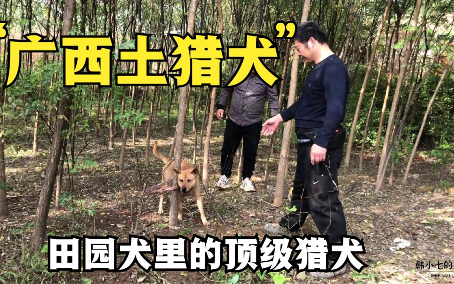 大山里培育的顶级广西土猎犬,敢和野猪开咬,土狗里面的精品猛犬