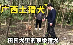 Tải video: 大山里培育的顶级广西土猎犬，敢和野猪开咬，土狗里面的精品猛犬