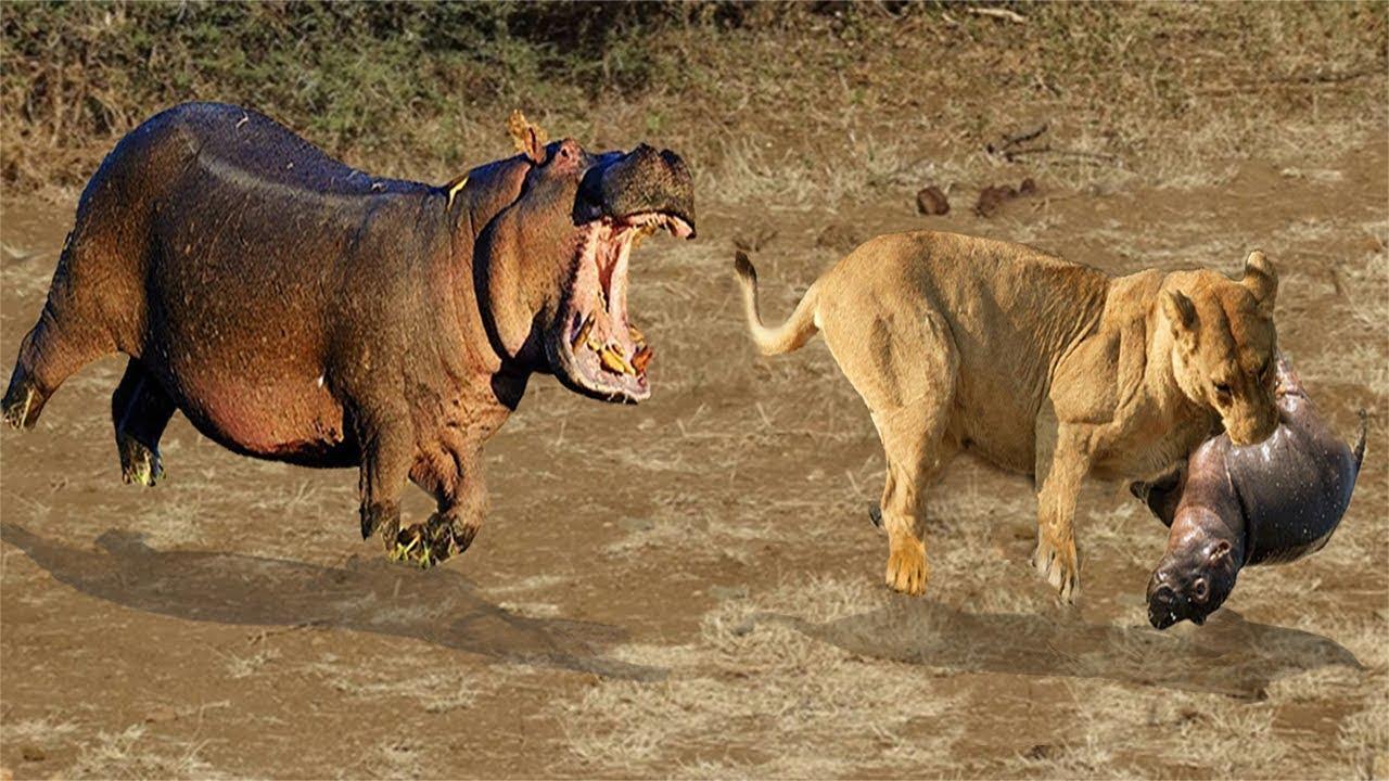 狮子VS河马图片