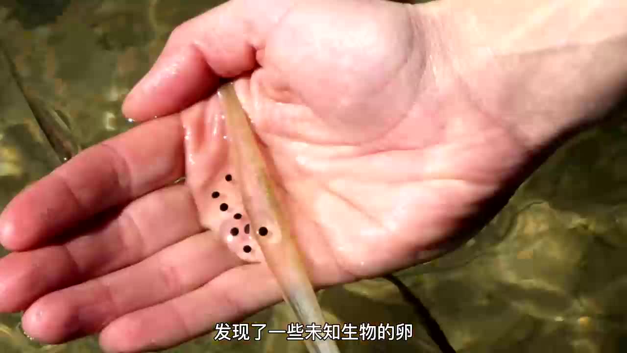 蝾螈成长记,历经75天培养蝾螈卵长大,最后结果挺惊喜