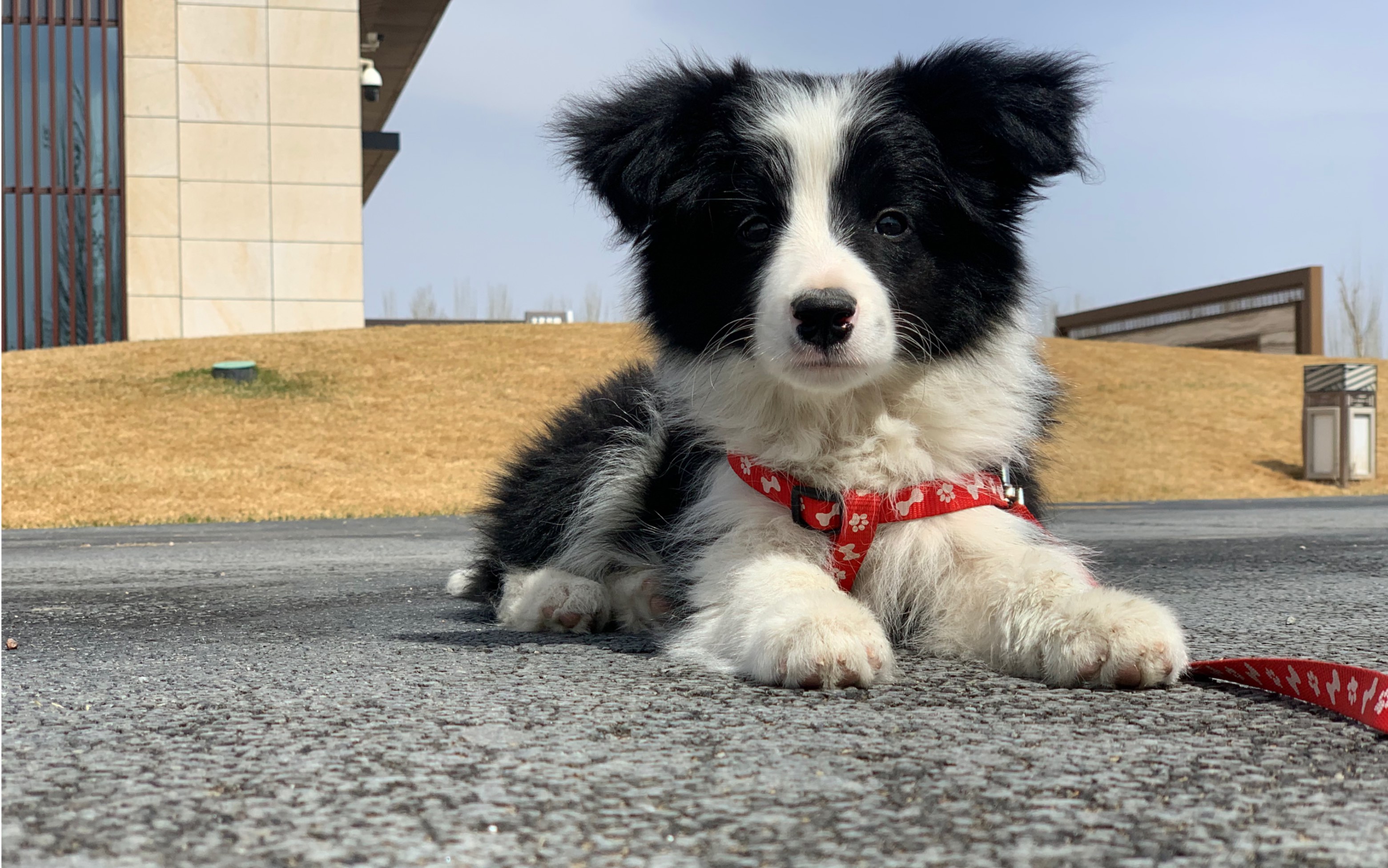 我家两个多月的边牧 第一次回牧区见它的玩伴